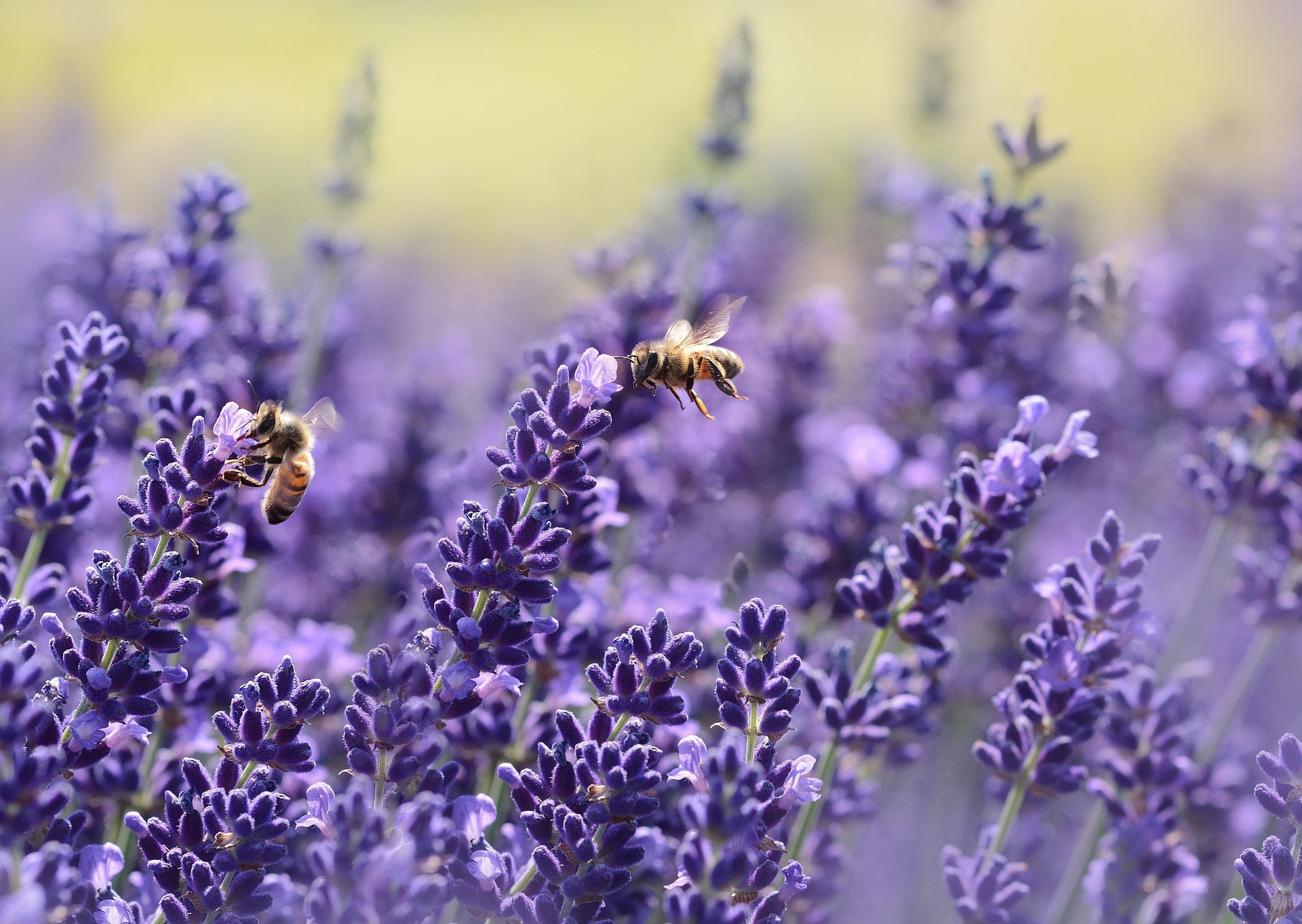 Abejas sobre flores de lavanda