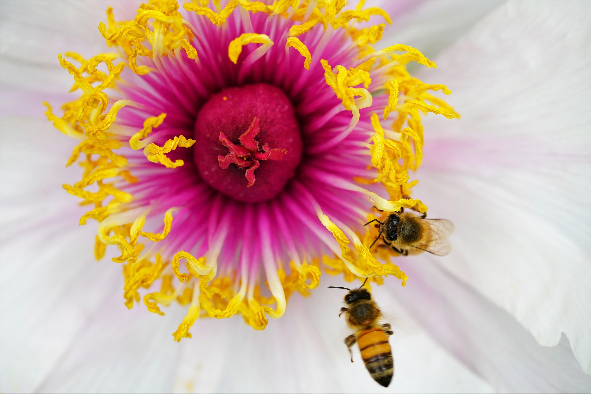 Abejas polinizando una flor rosa