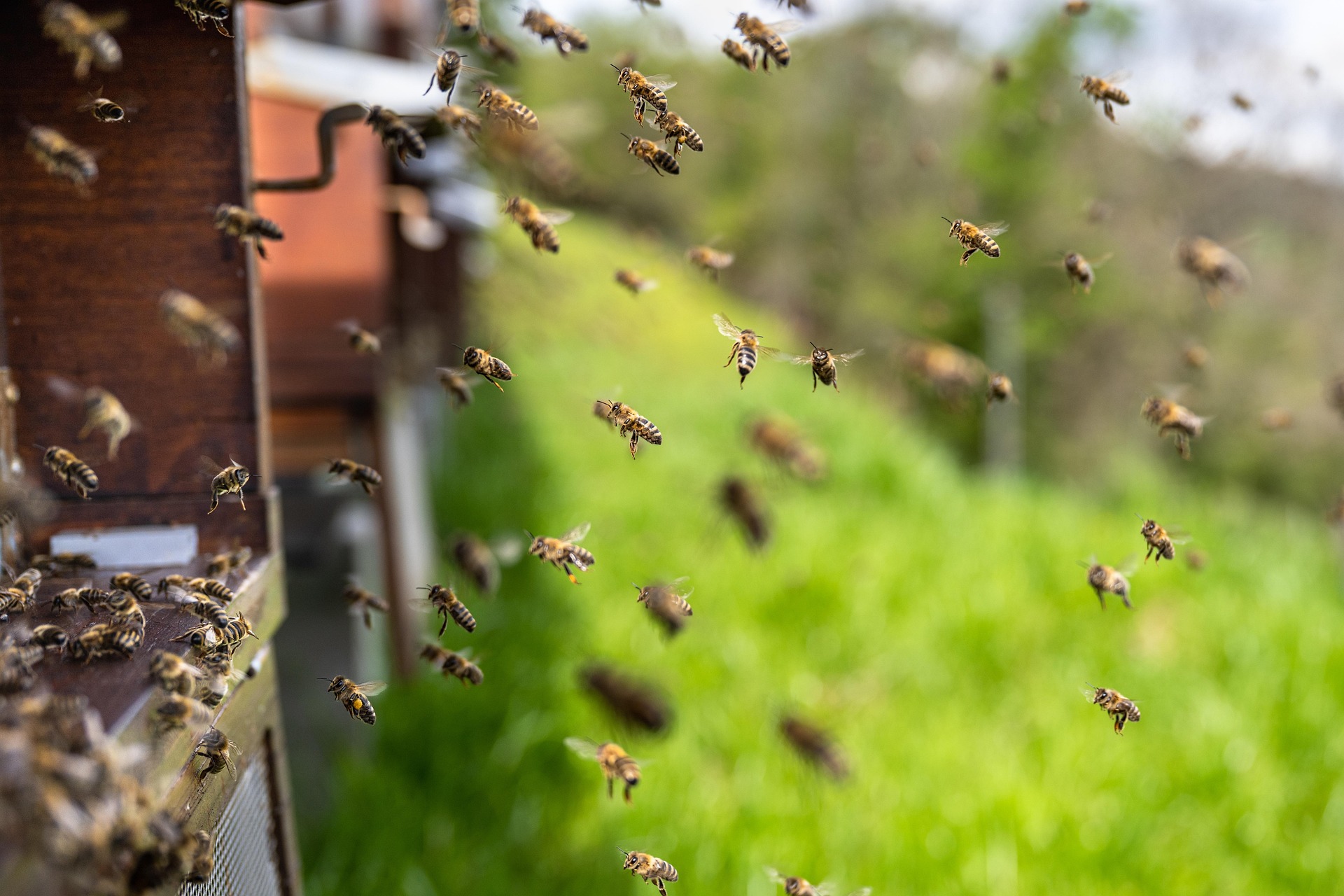 Enjambre de abejas volando junto a la colmena