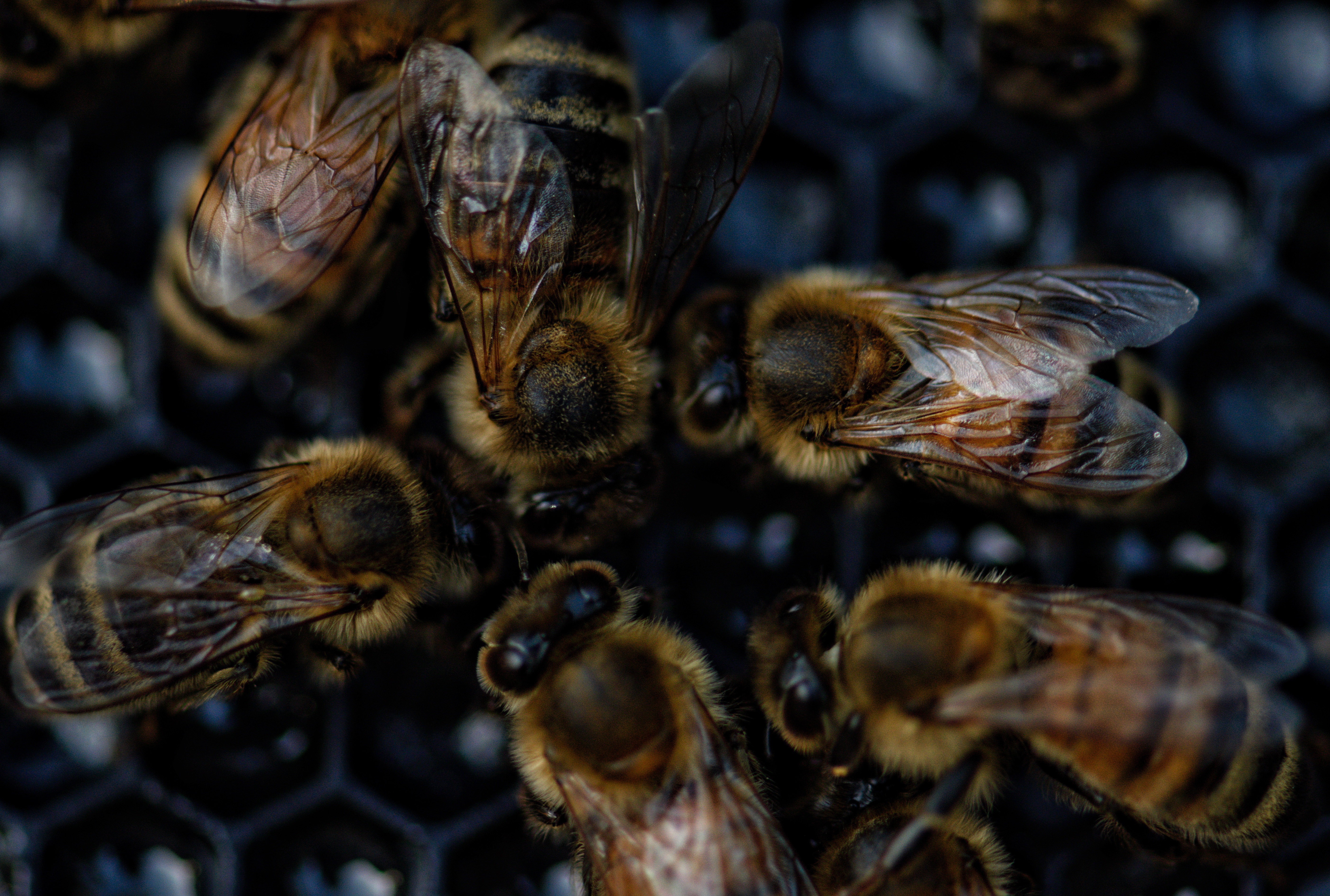 Abejas sobre el panal, detalle macro de la colmena en Rasal, Pirineo de Huesca