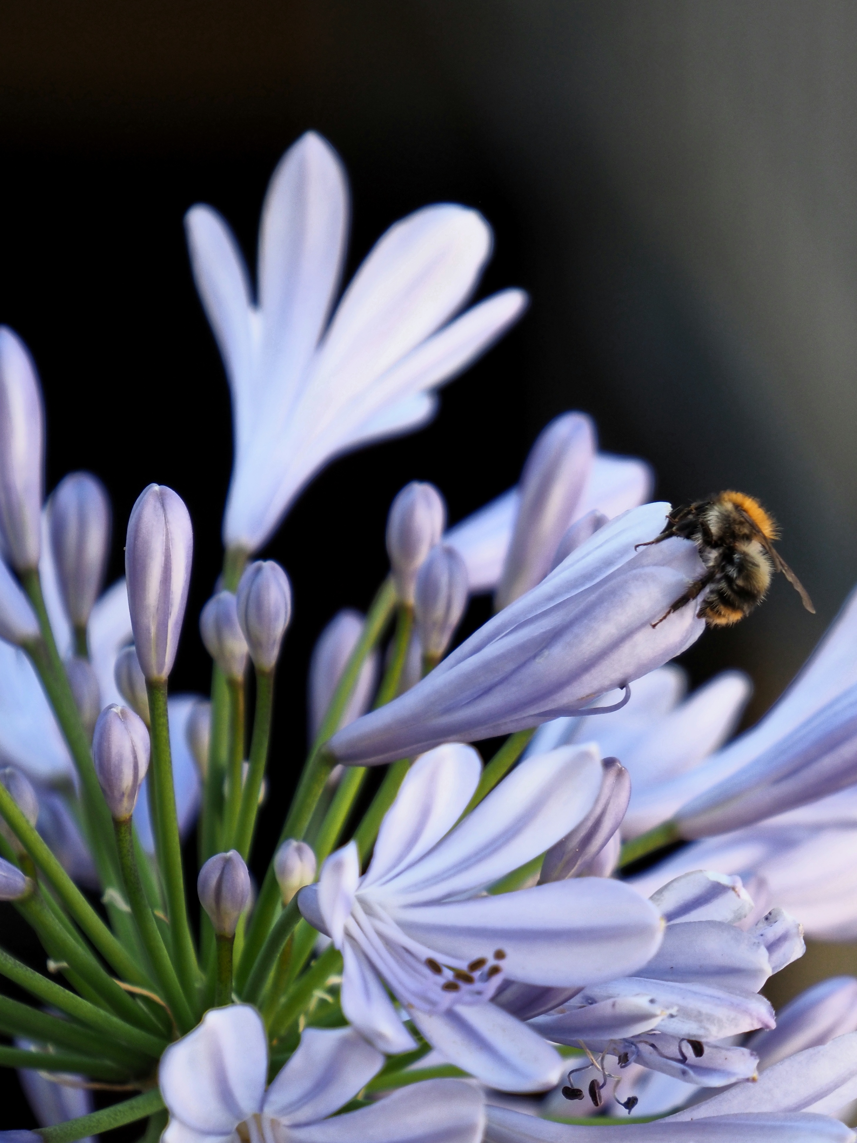 Agapantos con abeja en el Prepirineo de Huesca